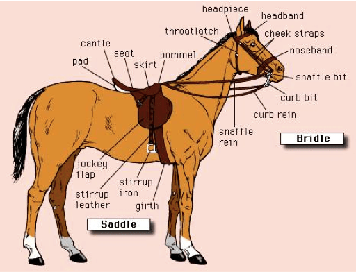 horse tack